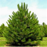 Сосна обыкновенная премиум 300/400, Pinus silvestris, Сосна обыкновенная