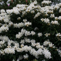 Рододендрон Cunningham White, Rhododendron Cunningham`s White, Рододендрон Каннингемс Уайт
