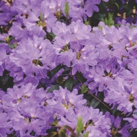 Рододендрон Gristede, Rhododendron impeditum Gristede, Рододендрон плотный Гриштеде