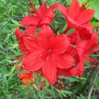 Азалия Долоросо, Rhododendron Doloroso, Азалия Doloroso