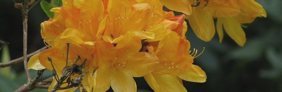 Азалия Голден Сансет Azalea Golden Sunset: описание сорта