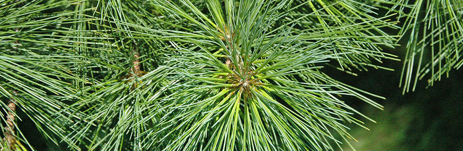 Сосна Веймутова Pinus strobus: особенности сорта