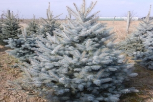 🌲Ель колючая Эдит