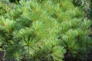 🌲Сосна Веймутова Pinus strobus