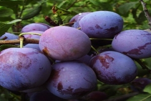 👉 Ренклод — группа сортов домашней сливы, которая отличается приятным вкусом и высокой урожайностью. Среди популярных разновидностей — слива Ренклод Советский.