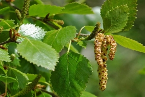 🍃 Особенность березы пушистой (Betula pubescens) — белый ствол от самого основания.